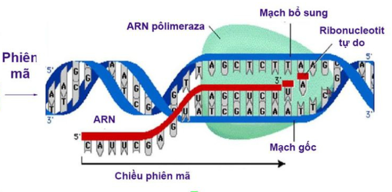 Quá trình Phiên Mã: Khám Phá Cơ Chế Biểu Hiện Gen và Tạo mARN