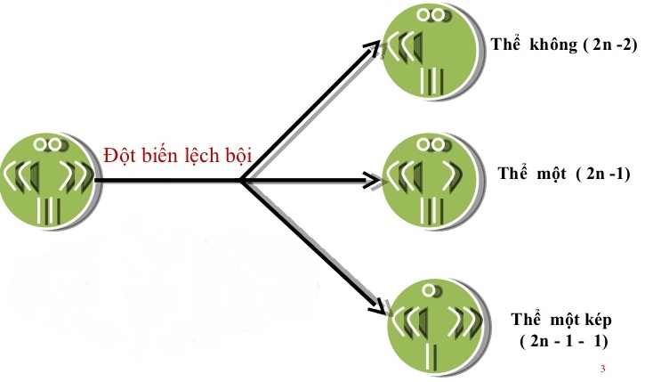 Đột biến lệch bội